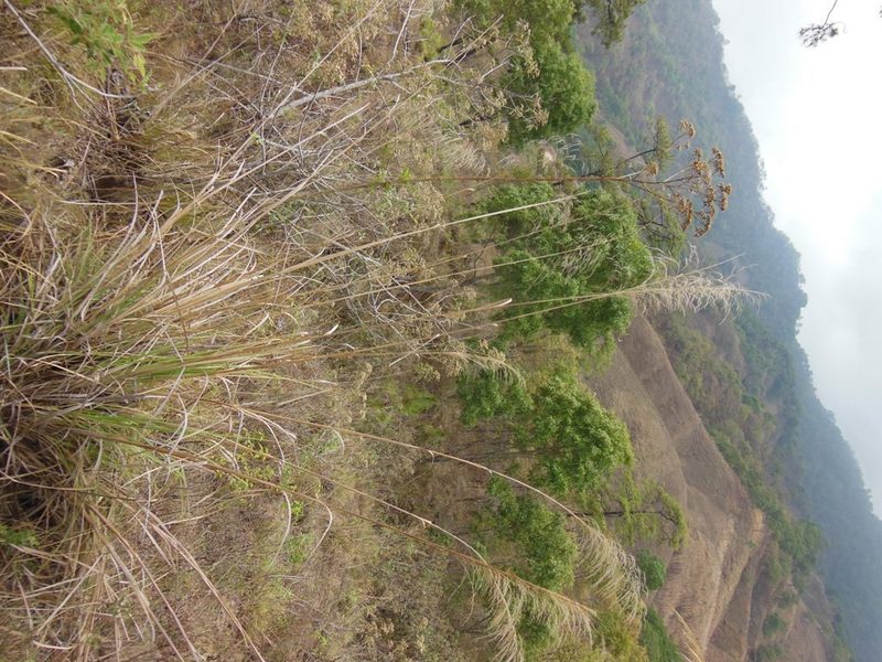 Muhlenbergia mutica, photographed by Neptalí Ramírez Marcial