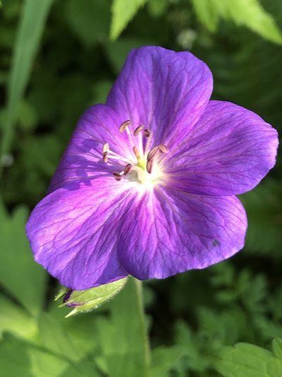 Geranium oreganum, photographed by Al Kordesch
