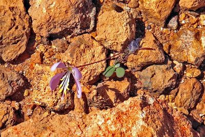 Cleome oxalidea, photographed by Tony Eales