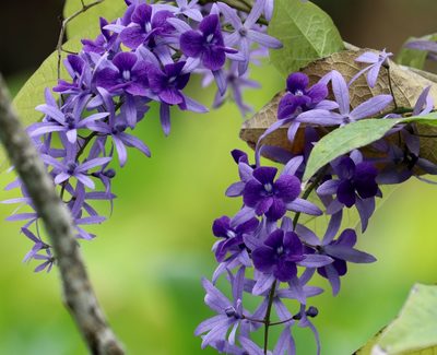 Petrea volubilis, photographed by Aitor