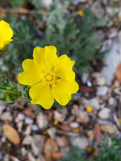 Potentilla hirta, photographed by Julien Renoult