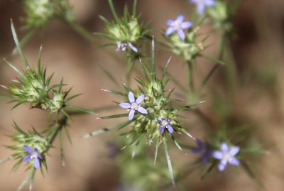 Eriastrum filifolium, photographed by Millie Basden