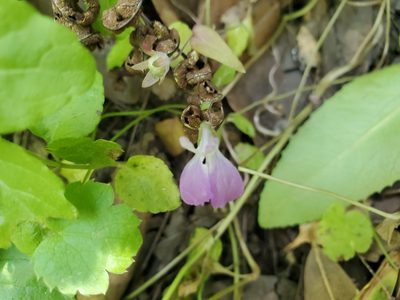 Collinsia multicolor, photographed by Flower Hunter