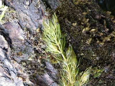 Ceratophyllum echinatum, photographed by Taro Ietaka