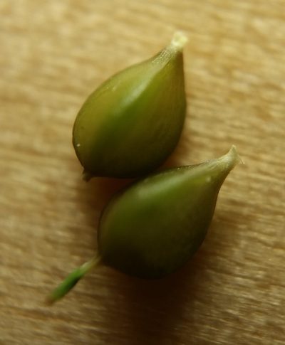 Carex amphibola, photographed by Zihao Wang