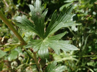 Delphinium californicum, photographed by joergmlpts
