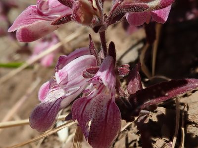 Collinsia tinctoria, photographed by joergmlpts