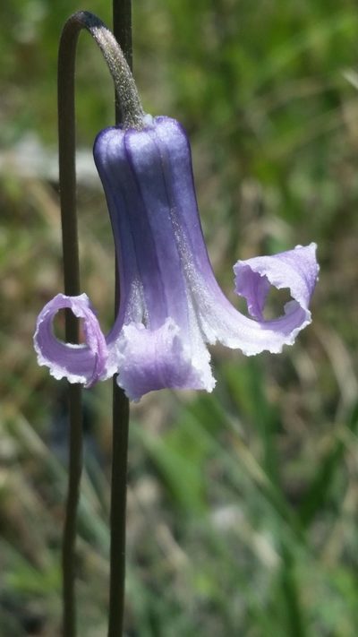 Clematis baldwinii, photographed by Jay Horn
