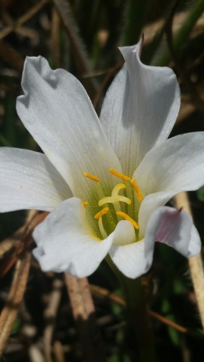 Zephyranthes simpsonii, photographed by Jay Horn