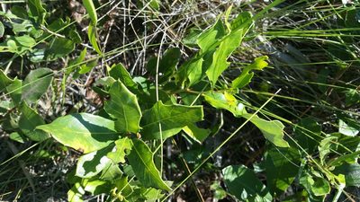 Quercus minima, photographed by Jay Horn