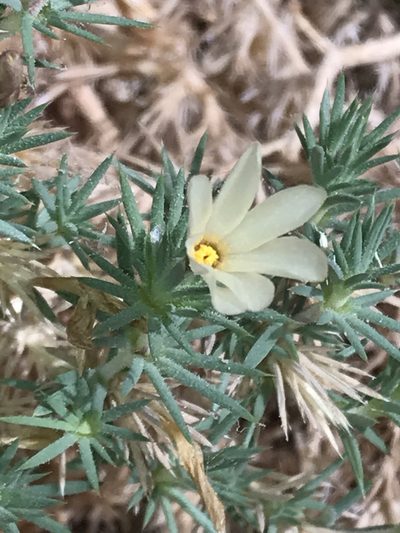 Linanthus watsonii, photographed by Robbie Hannawacker