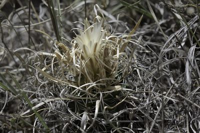 Sclerocactus papyracanthus, photographed by Craig Martin