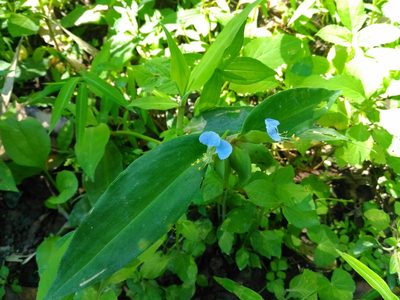 Commelina paludosa, photographed by Cheng-Te Hsu