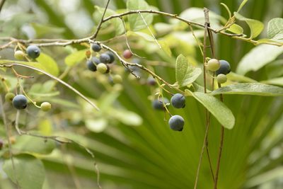 Gaylussacia tomentosa, photographed by Siddarth Machado