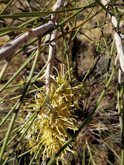 Hakea lorea, photographed by Will Cornwell