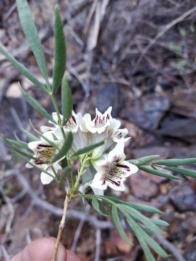 Pandorea doratoxylon, photographed by Will Cornwell
