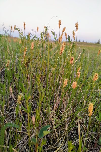 Carex praegracilis, photographed by Doug Macaulay