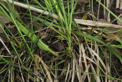 Carex umbellata, photographed by Quinten Wiegersma