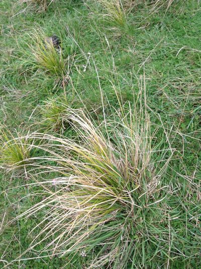 Carex longebrachiata, photographed by Bruce Calvert