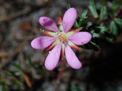 Bauera capitata, photographed by Thomas Mesaglio