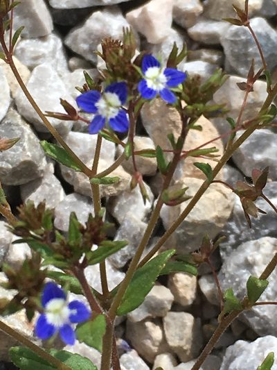 Veronica capillipes, photographed by dschigel