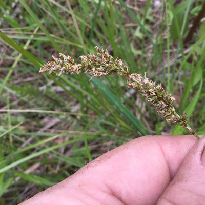 Carex prairea, photographed by Summit Metro Parks