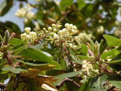 Arbutus tessellata, photographed by M. Socorro González Elizondo