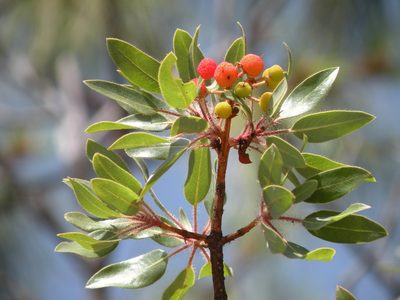 Arbutus tessellata, photographed by M. Socorro González Elizondo