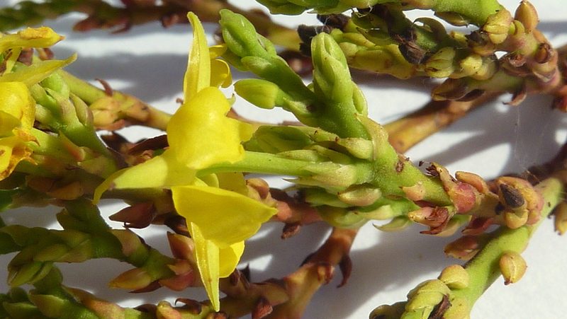 Ouratea bahiensis, photographed by russiannaturalistbrazil