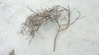 Ouratea bahiensis, photographed by russiannaturalistbrazil