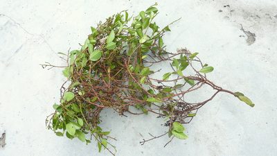 Ouratea bahiensis, photographed by russiannaturalistbrazil