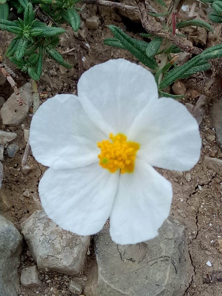 Helianthemum pergamaceum, photographed by Karim Haddad