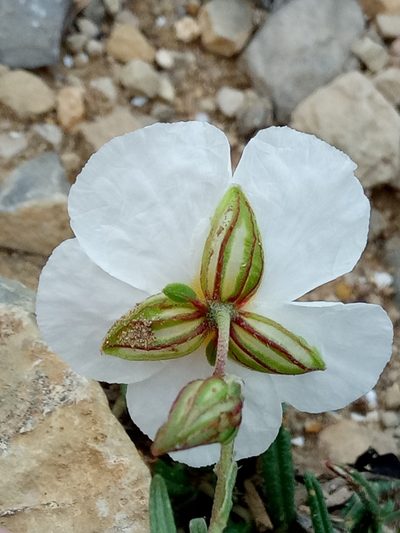 Helianthemum pergamaceum, photographed by Karim Haddad