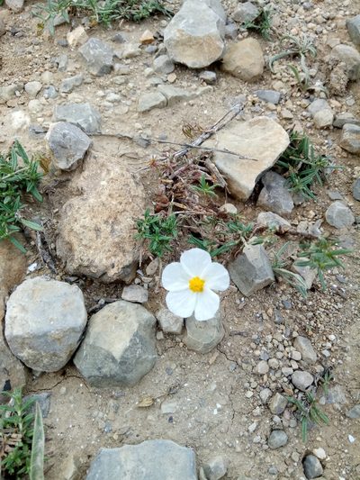 Helianthemum pergamaceum, photographed by Karim Haddad