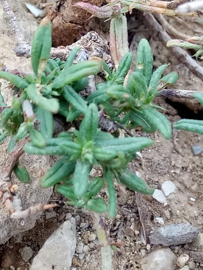 Helianthemum pergamaceum, photographed by Karim Haddad