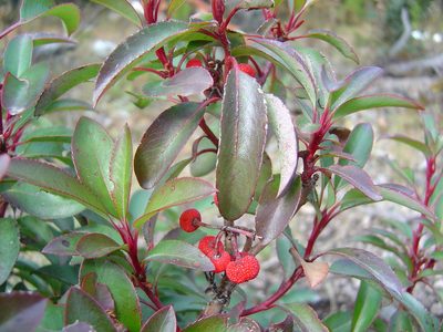 Arbutus occidentalis, photographed by M. Socorro González Elizondo