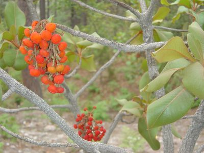Arbutus madrensis, photographed by M. Socorro González Elizondo