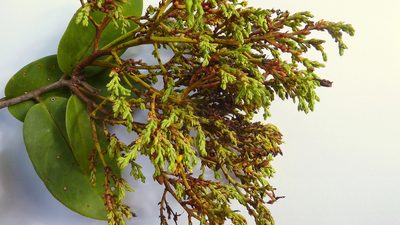 Ouratea bahiensis, photographed by russiannaturalistbrazil