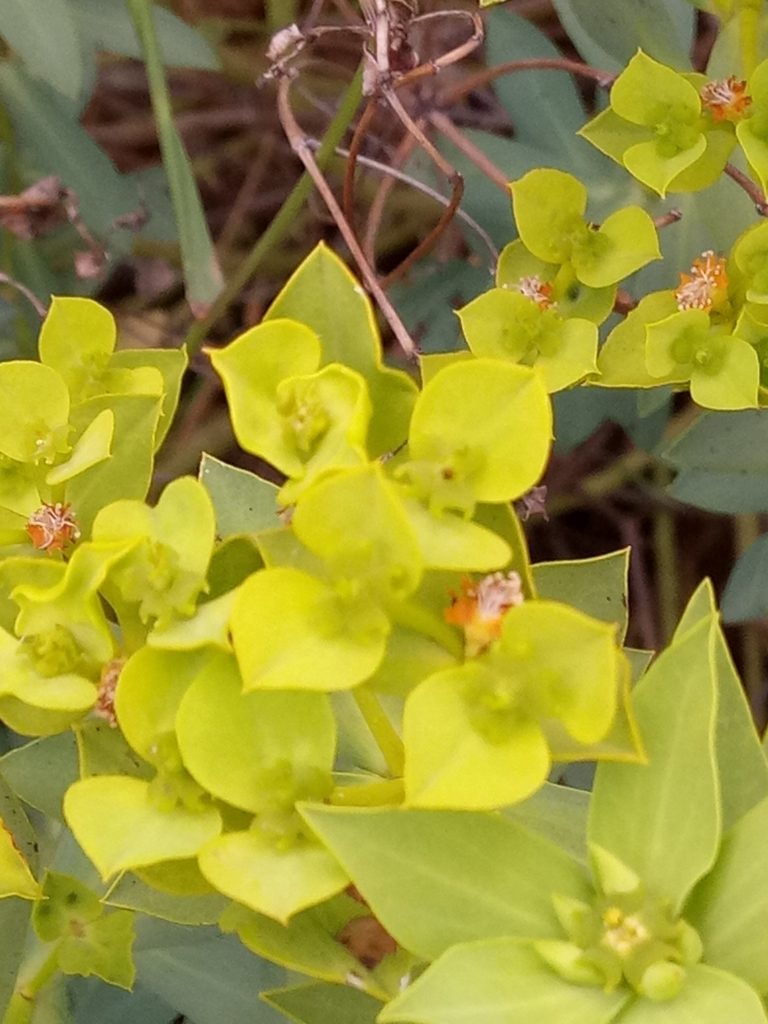 Euphorbia bupleuroides, photographed by Karim Haddad