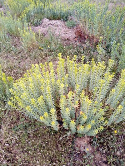 Euphorbia bupleuroides, photographed by Karim Haddad