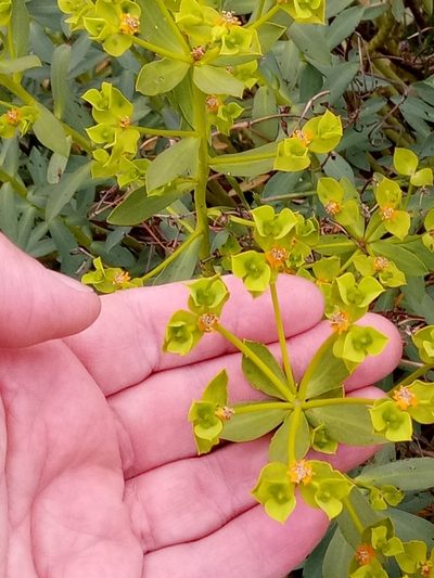 Euphorbia bupleuroides, photographed by Karim Haddad