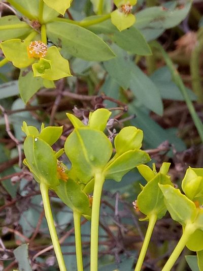 Euphorbia bupleuroides, photographed by Karim Haddad