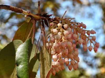 Arbutus bicolor, photographed by M. Socorro González Elizondo