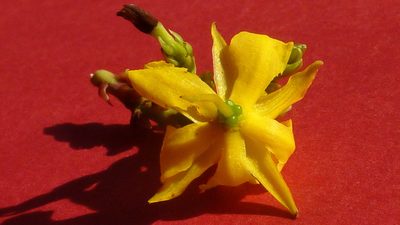 Ouratea bahiensis, photographed by russiannaturalistbrazil