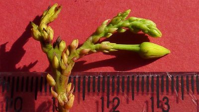 Ouratea bahiensis, photographed by russiannaturalistbrazil