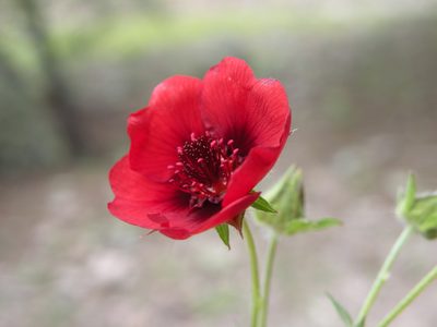 Potentilla thurberi, photographed by M. Socorro González Elizondo