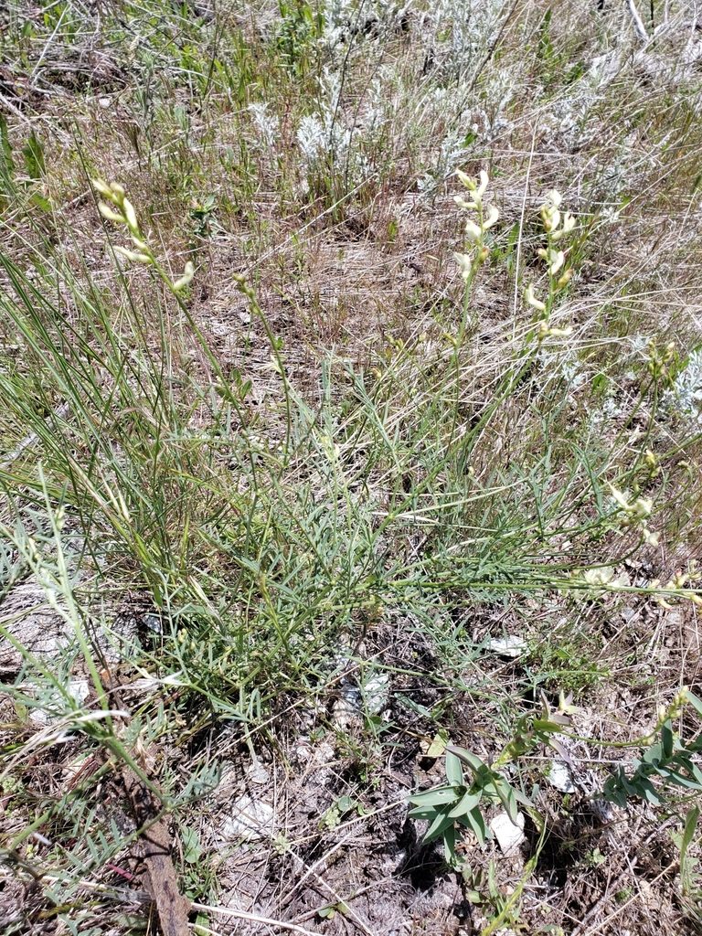 Astragalus cusickii, photographed by Lauren Pfund