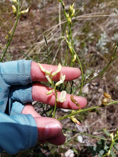 Astragalus cusickii, photographed by Lauren Pfund