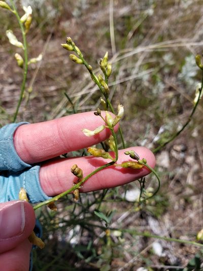 Astragalus cusickii, photographed by Lauren Pfund