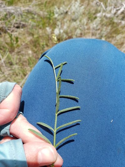 Astragalus cusickii, photographed by Lauren Pfund